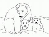 Coloring Polar Bear Baby Pages Comments sketch template