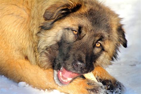 kaukasischer schaeferhund hunde infode