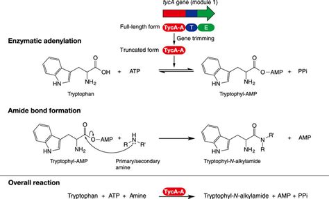 newly developed amide bond formation synthesizes diverse amide compounds   efficiency