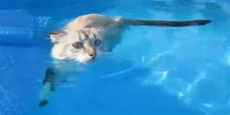 Cats Who Love Water Compilation Might Just Be Cats Who Are In Water