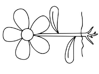 parts   flower blank diagram  stevens social studies tpt