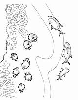 Vissen Fisch Dieren Pesci Poissons Coloriage Colorare Poisson Mewarnai Pesce Malvorlagen Animasi Disegno Ausmalbilder Malvorlage Coloriages Gify Bergerak Animaatjes Kolorowanki sketch template