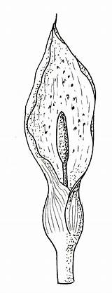 Araceae Arum Maculatum sketch template