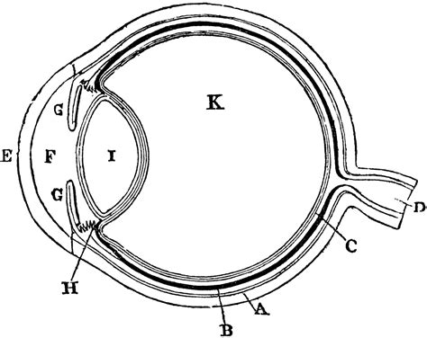 diagram   eye clipart