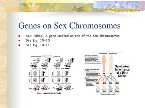 Ppt Chromosomes And Heredity Powerpoint Presentation Free Download