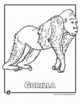 Endangered Rainforest Sheets Species Gorilla Dschungel Ausmalbilder Mammal Coloringhome sketch template