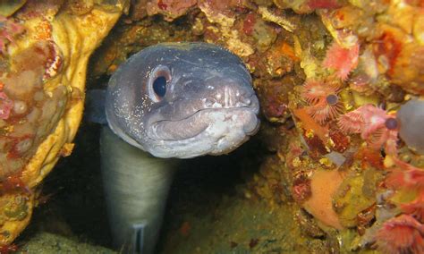 conger eel fish facts   animals