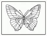 Papillon Schmetterling Butterflies Coloringhome sketch template