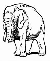 Elephants Trunks sketch template