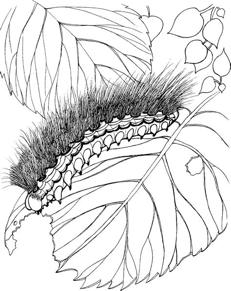 printable caterpillar coloring pages  kids animal place