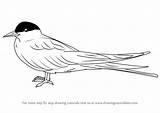 Tern Arctic Drawing Draw Step Animals Drawingtutorials101 Previous Next sketch template