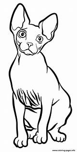 Cat Coloring Sphynx Pages Printable Book sketch template