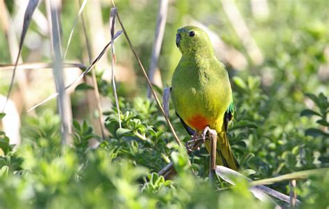 australian endangered species orange bellied parrot