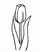 Tulip Coloring Tulips Pages Outline Printable Clipart Large Clip Print Flower Drawing Clipartbest Clipartmag Cliparts Choose Board Easy Flowers Spring sketch template