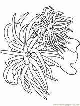 Anemone Coloriage Fische Koralle Malvorlage Verschiedene Adults Seas Oceans Colorier Algue Pesce Pesci Wasserpflanzen Tiere Dessin Algues Animali Turtles Primaire sketch template