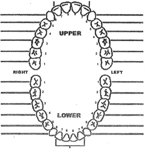 dental charting practice worksheet