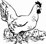 Hen Clipart Chicken Vintage Library Cliparts sketch template