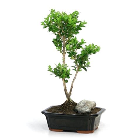 bonsai trained japanese boxwood bonsai tree from