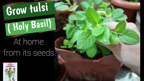 grow tulsi holy basil  seeds ep  youtube
