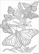 Mandala Butterfly Pages Coloring Color Print Online sketch template