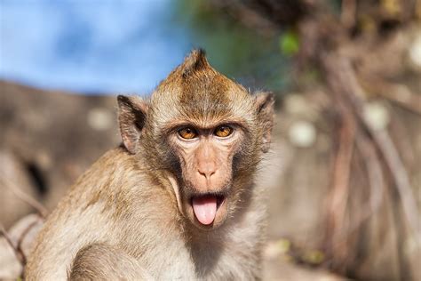 rhesus monkey facts animals  asia worldatlas