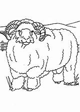 Ram Coloring Pages Color Animals Animal Print Back sketch template