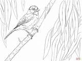 Chickadee Coloring Perched Branch Carolina Pages Skip Main Categories sketch template