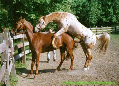 Stallions pony sex