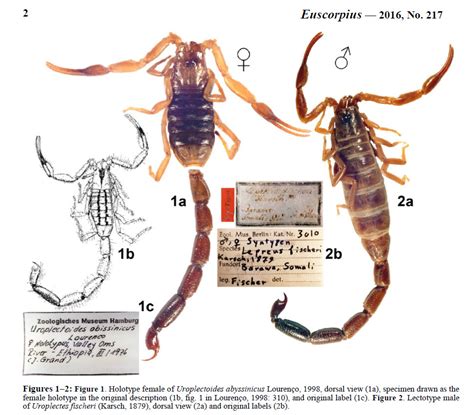 The Scorpion Files Newsblog An Analysis Of The Genus Uroplectes In