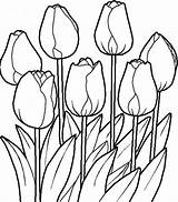 Mewarnai Bunga Tulip Matahari Melati Mawar sketch template