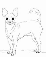 Chihuahua Coloring Pages Dog Printable Pug Pomeranian Dogs Beverly Hills Drawing Print Puppy Choose Board Sketch Animals Teacup sketch template