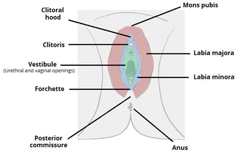 Collection Of External Female Genitalia Mons Pubis Anatomy