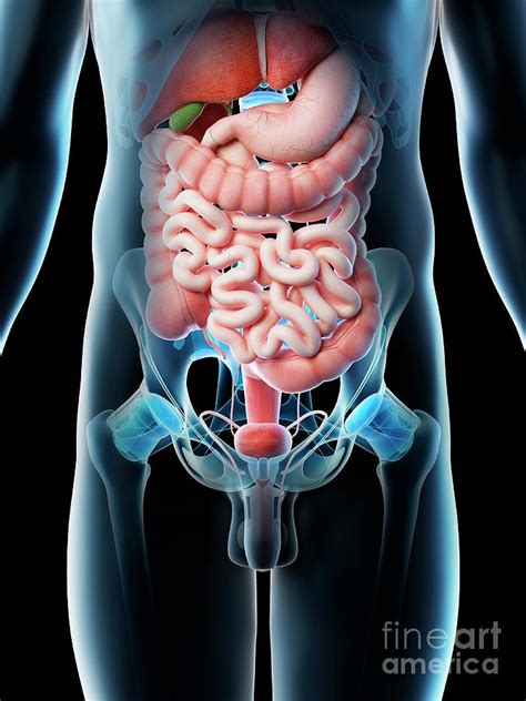male abdominal organs  photograph  sebastian kaulitzkiscience