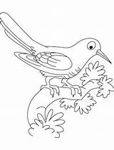 Cuckoo Coloring Designlooter Resting Birds 02kb 320px sketch template