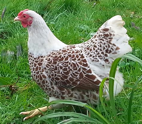 Buff Laced Wyandotte Bantam Hen Fancy Chickens Chickens Backyard