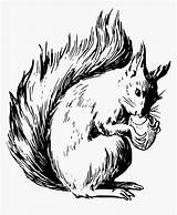 Squirrel Scoiattoli Squirrels Nuts Pngitem Saves Vulnerable Supercoloring sketch template