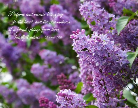 lilacs grateful prayer thankful heart