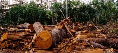 forest department destroying forests alleges ngo