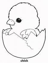 Chick Coloring Chicken Pages Printable Chickens Baby Print Cute Kids Color Easter Animals Hatching Clipart Book Chicks Sheets Cliparts Drawings sketch template