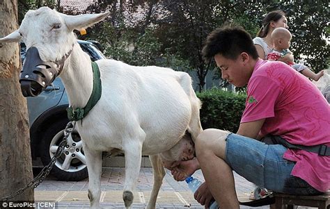 chinese couple run road side dairy by milking goats to order for drivers daily mail online