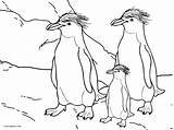 Pinguin Malvorlagen Kaiser sketch template