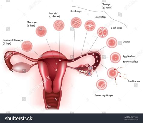Cell Development Female Reproductive System Showing Stock