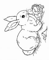 Coloring Bunny Easter Rabbit Pages Lettuce Bunnies Printable Sheet Kids Sheets Drawing Eating Activity Shows sketch template
