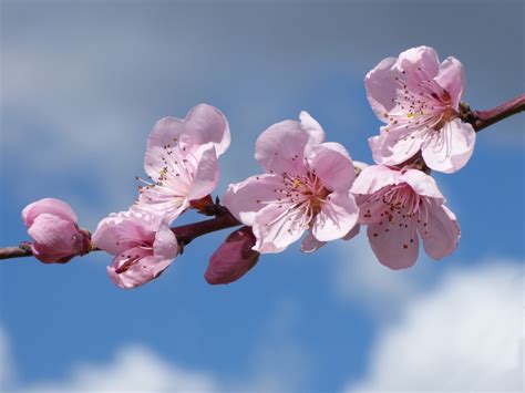 images flower petal food spring produce pink flora cherry