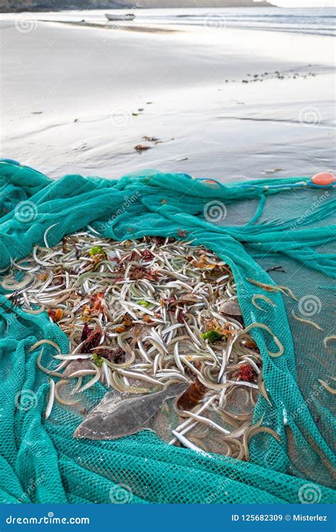 fishing net full  mullet  beach royalty  stock photo