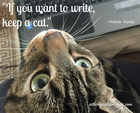 Athena Cat Goddess Wise Kitty Wordless Wednesday Cat Wisdom