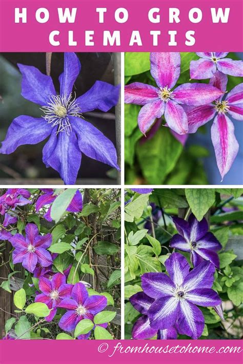 Clematis Care The Ultimate Guide To Planting Growing And Pruning