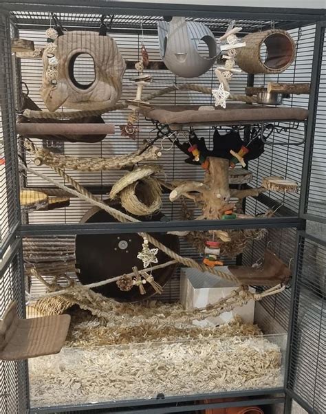 rat cage setup   rat cage pet rats pet bunny rabbits