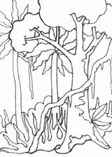 Rainforest Trees Drawing Coloring Pages Rain Forest Tropical Getdrawings sketch template