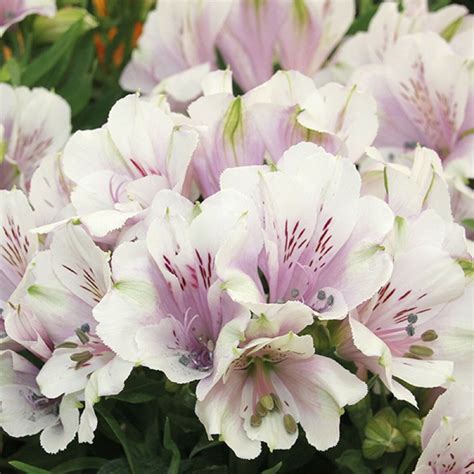 Kolokolo Store 20 Light Purple White Alstroemeria Lily Seeds Flower